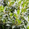 Laurus Nobilis Bay Leaf Live Plant – 5-7 Inch Tall Sweet Bay Laurel for Planting - Image 1
