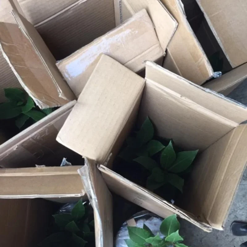 Laurus Nobilis Bay Leaf Live Plant – 5-7 Inch Tall Sweet Bay Laurel for Planting - Image 7