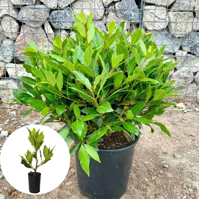 Laurus Nobilis Bay Leaf Live Plant – 5-7 Inch Tall Sweet Bay Laurel for Planting - Image 8
