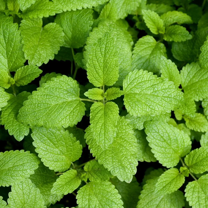 Lemon Balm Live Plants - 4 Pack, 4-6" Tall Starter Herbs for Garden & Patio - Image 1