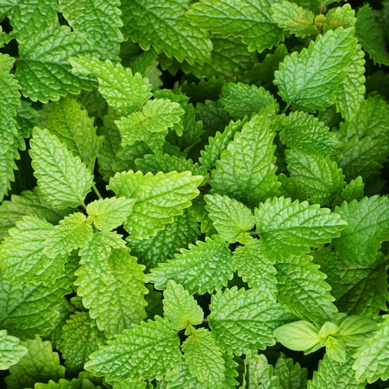 Lemon Balm Live Plants - 4 Pack, 4-6" Tall Starter Herbs for Garden & Patio - Image 5