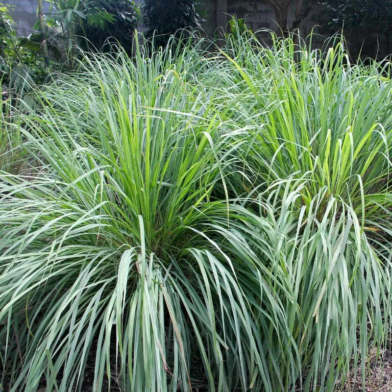 Lemon Grass Live Plants - 10 Count, Well-Rooted Stalks for Outdoor Planting - Image 2