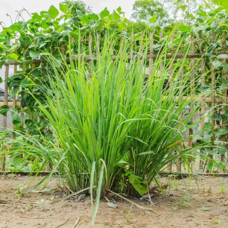 Lemon Grass Live Plants - 10 Count, Well-Rooted Stalks for Outdoor Planting - Image 3