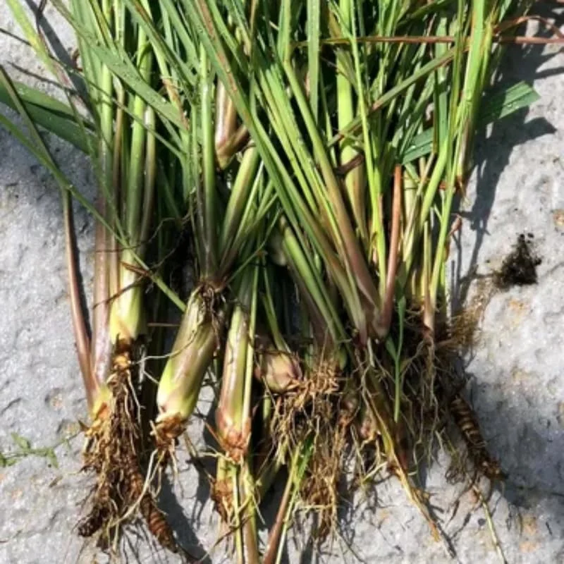 Lemon Grass Live Plants - 10 Count, Well-Rooted Stalks for Outdoor Planting - Image 4