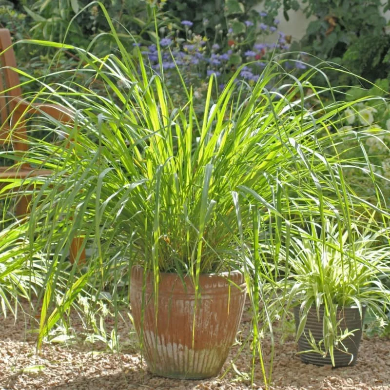 Lemon Grass Live Plants - 10 Count, Well-Rooted Stalks for Outdoor Planting - Image 5