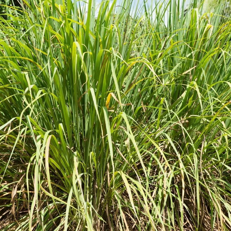 Lemon Grass Live Plants - 10 Count, Well-Rooted Stalks for Outdoor Planting - Image 6