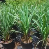 Lemon Grass Live Plants - 10 Count, Well-Rooted Stalks for Outdoor Planting - Image 1