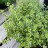 Lemon Variegated Thyme Live Plant - Edible Herb, Hardy Zones 4-9 - Image 1