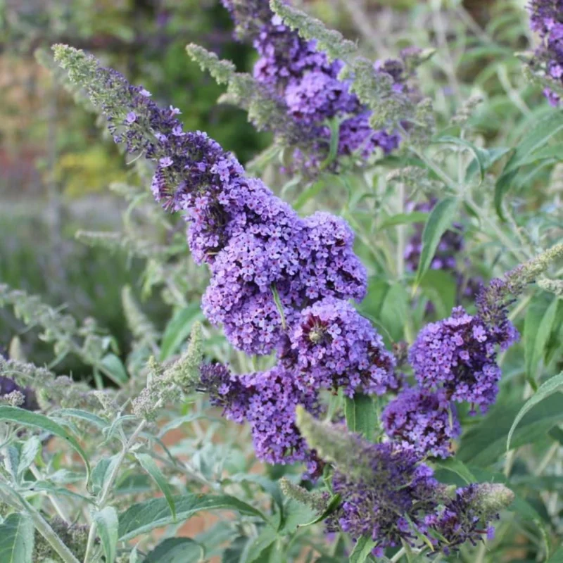 Light Blue Butterfly Bush Live Plant, 4-6 Inch Tall, Fragrant Buddleia Flowers, Outdoor - Image 2