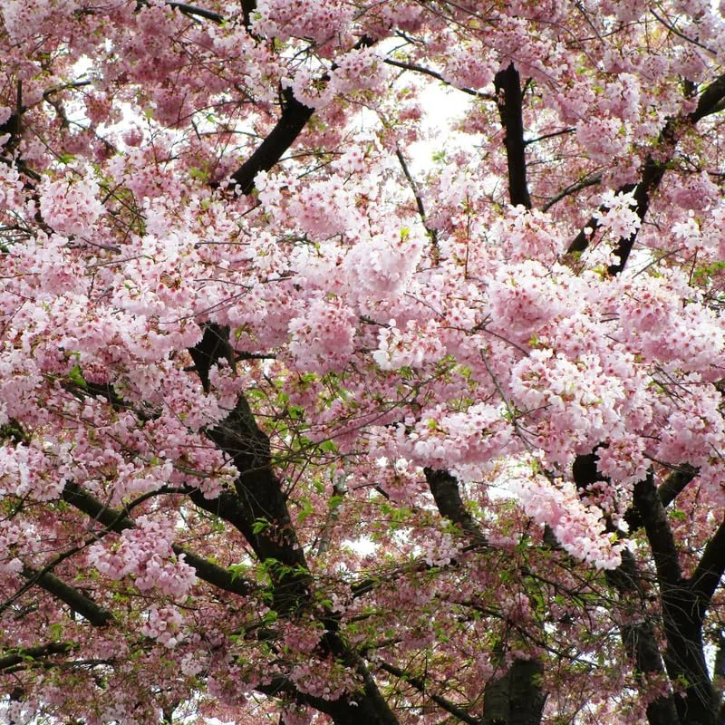 Light Pink Cherry Blossom Tree Live Plant, 8-10 Inch Tall, Outdoor Perennial - Image 2