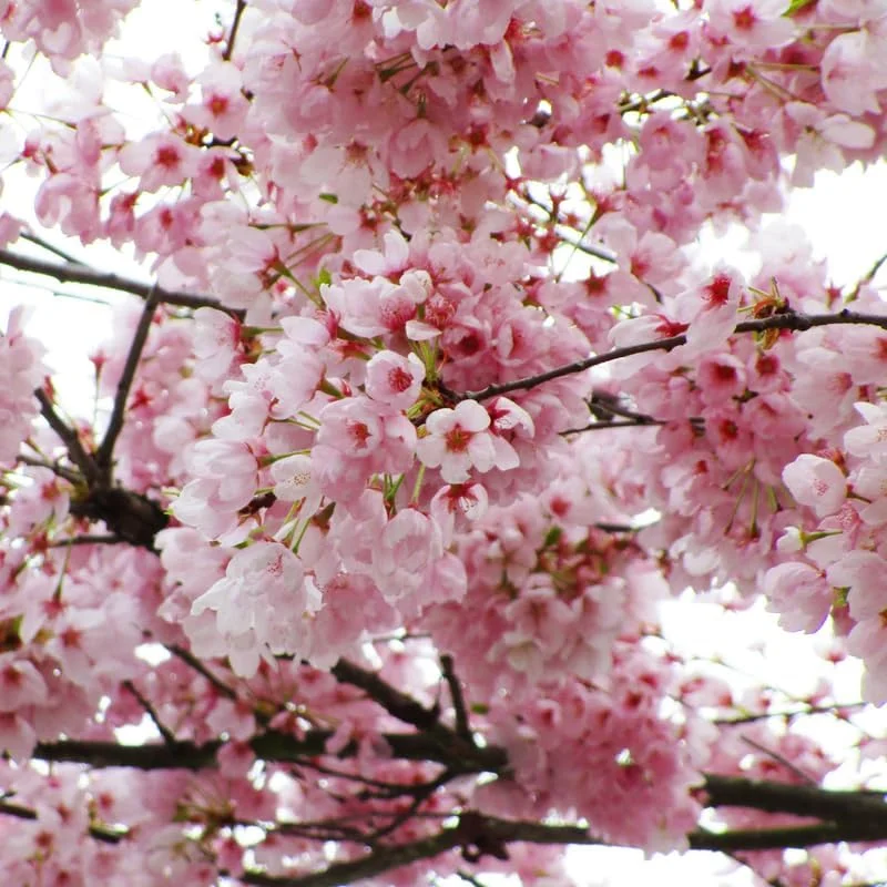 Light Pink Cherry Blossom Tree Live Plant, 8-10 Inch Tall, Outdoor Perennial - Image 1
