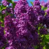Lilac Live Plant in Pot, Hardy Shrub with Reblooming Blossoms, 1-2 Year Old Plant, Dormant in Winter, Fragrant Flowers (Purple Lilac) - Image 1