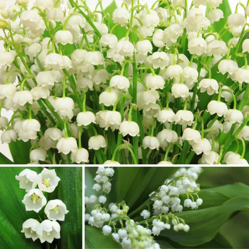 Lily of the Valley Bulbs - 5 Count White Fragrant Flowers for Outdoor - Image 5