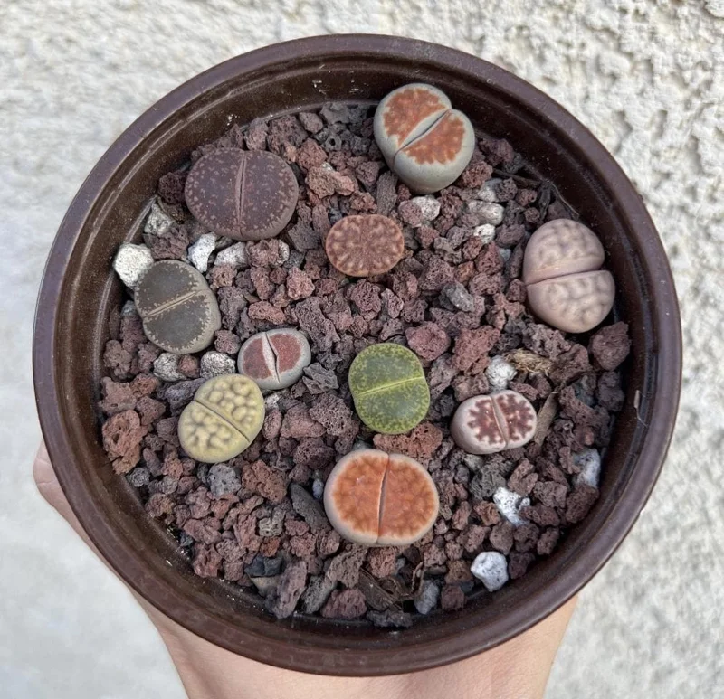 Lithops Living Stones Colorful Succulent Live Plant - Unique Indoor Decor - Image 2