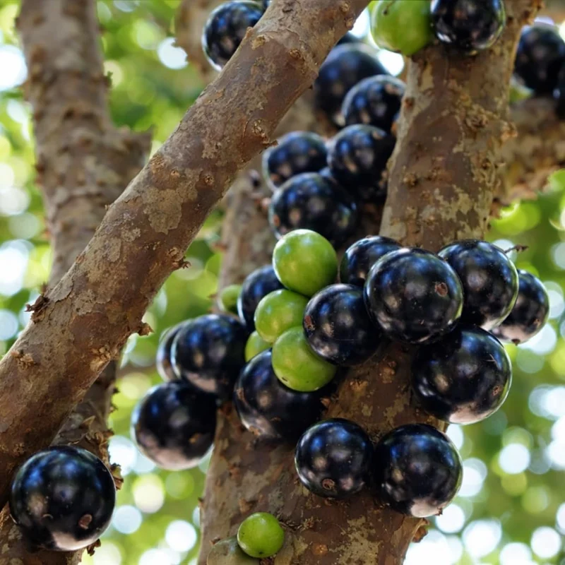 Live Black Jaboticaba Tree Plant - Sweet Fruit, 1 Ft Tall, Outdoor Planting - Image 1