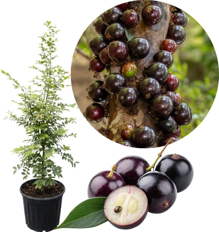 Live Black Jaboticaba Tree Plant - Sweet Fruit, 1 Ft Tall, Outdoor Planting - Image 2