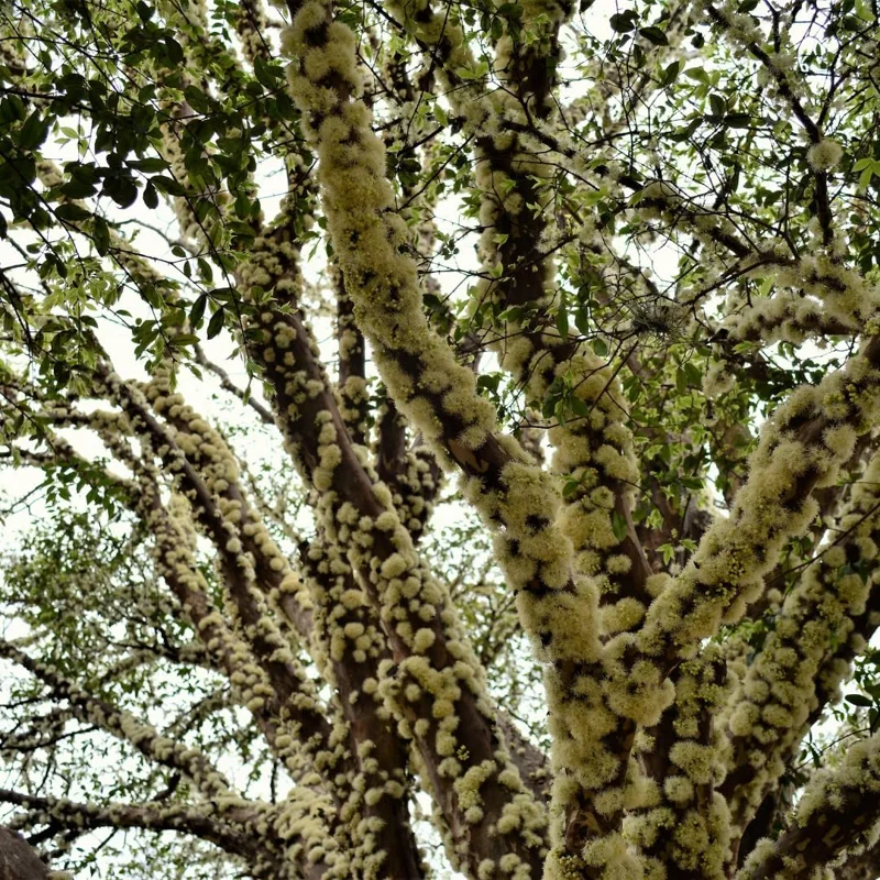 Live Black Jaboticaba Tree Plant - Sweet Fruit, 1 Ft Tall, Outdoor Planting - Image 4