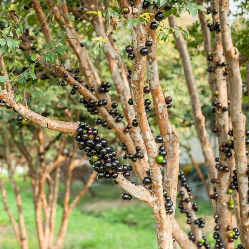 Live Black Jaboticaba Tree Plant - Sweet Fruit, 1 Ft Tall, Outdoor Planting - Image 5