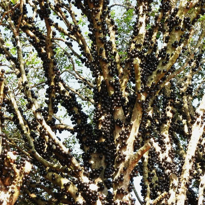 Live Black Jaboticaba Tree Plant - Sweet Fruit, 1 Ft Tall, Outdoor Planting - Image 7