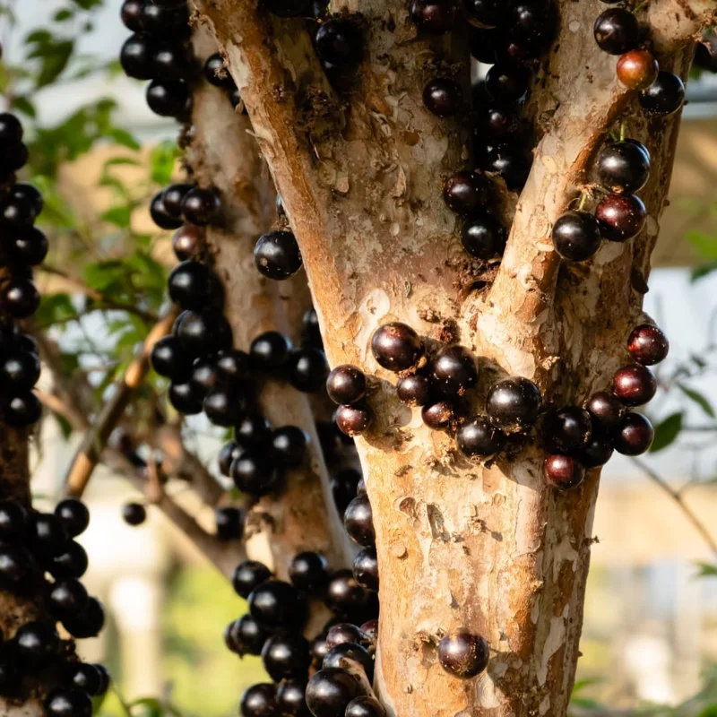 Live Black Jaboticaba Tree Plant - Sweet Fruit, 1 Ft Tall, Outdoor Planting - Image 9