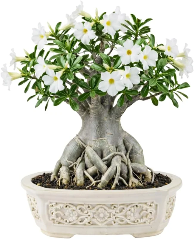 Live Desert Rose Plant - Double Yellow Adenium Obesum, 4-7 Inches Tall, Flowering Succulent for Indoor/Outdoor - Image 2