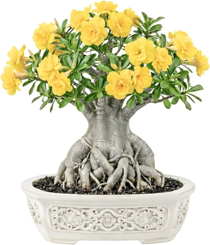Live Desert Rose Plant - Double Yellow Adenium Obesum, 4-7 Inches Tall, Flowering Succulent for Indoor/Outdoor - Image 3