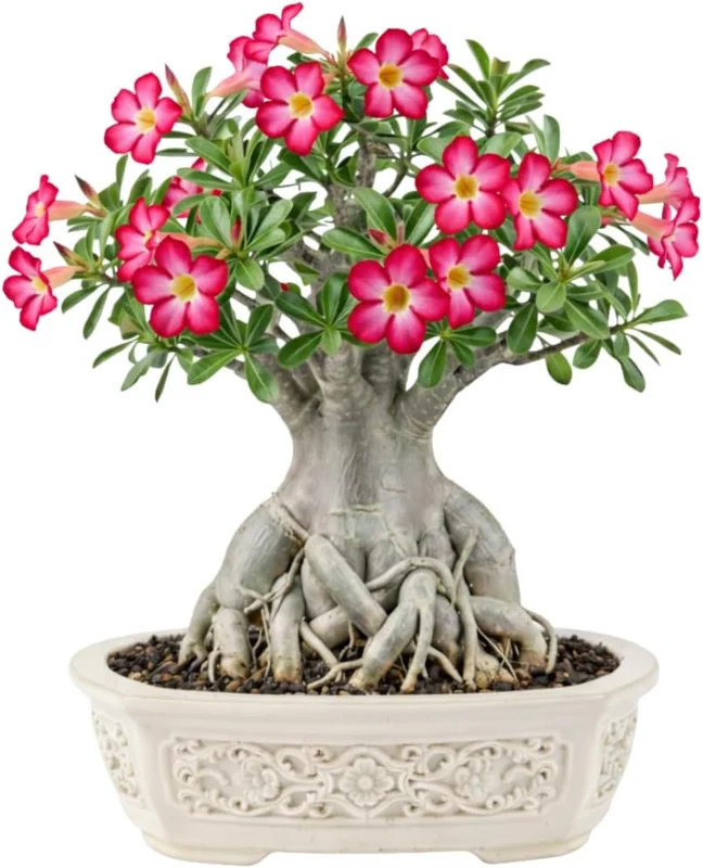 Live Desert Rose Plant - Double Yellow Adenium Obesum, 4-7 Inches Tall, Flowering Succulent for Indoor/Outdoor - Image 4