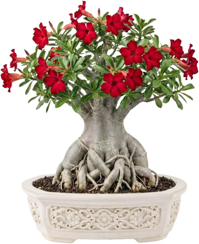Live Desert Rose Plant - Double Yellow Adenium Obesum, 4-7 Inches Tall, Flowering Succulent for Indoor/Outdoor - Image 1