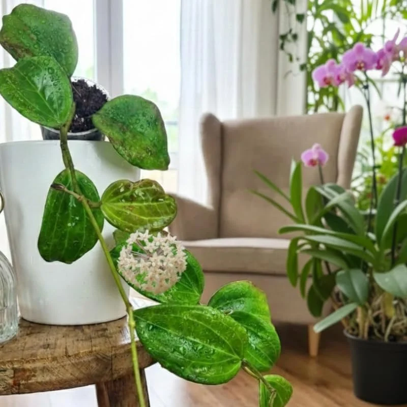 Live Hoya Plant – Rare Tropical Indoor Vine – 3.25 Inch Pot – Potted Houseplant - Image 2