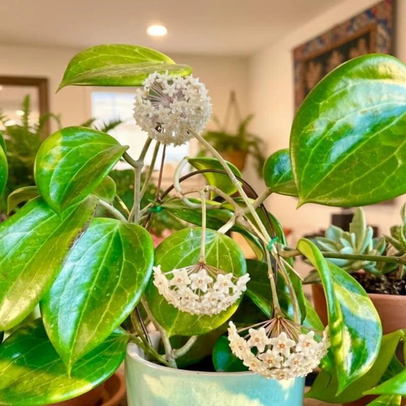 Live Hoya Plant – Rare Tropical Indoor Vine – 3.25 Inch Pot – Potted Houseplant - Image 4