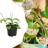 Live Hoya Plant – Rare Tropical Indoor Vine – 3.25 Inch Pot – Potted Houseplant - Image 1