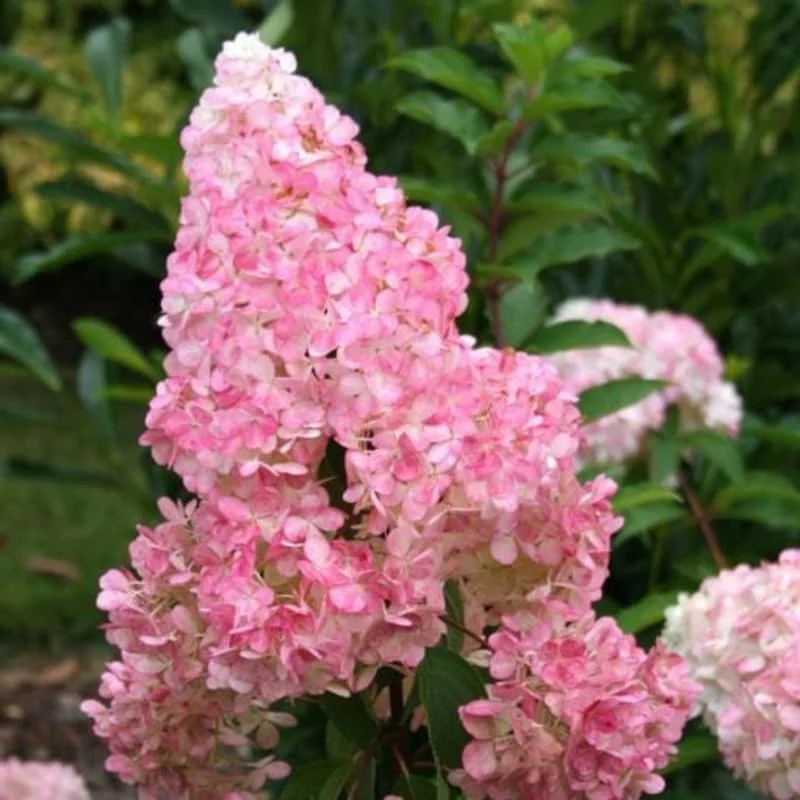 Live Hydrangea Plant – Pink & White Flowers, 5-7 Inch Tall, Well-Rooted Shrub - Image 2