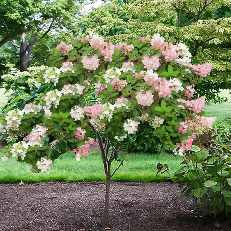 Live Hydrangea Plant – Pink & White Flowers, 5-7 Inch Tall, Well-Rooted Shrub - Image 4