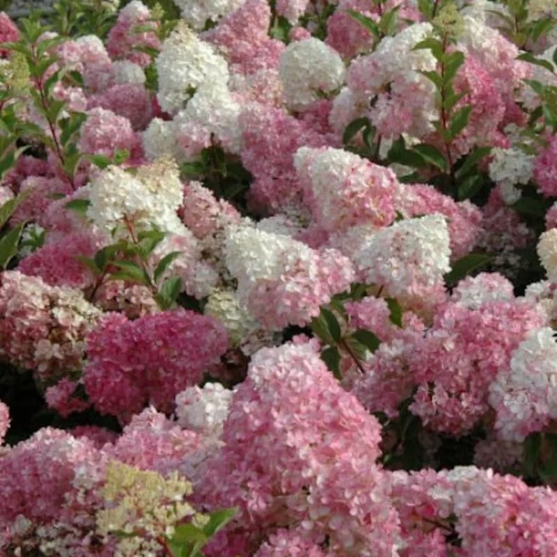 Live Hydrangea Plant – Pink & White Flowers, 5-7 Inch Tall, Well-Rooted Shrub - Image 5