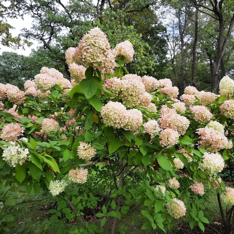 Live Hydrangea Plant – Pink & White Flowers, 5-7 Inch Tall, Well-Rooted Shrub - Image 6