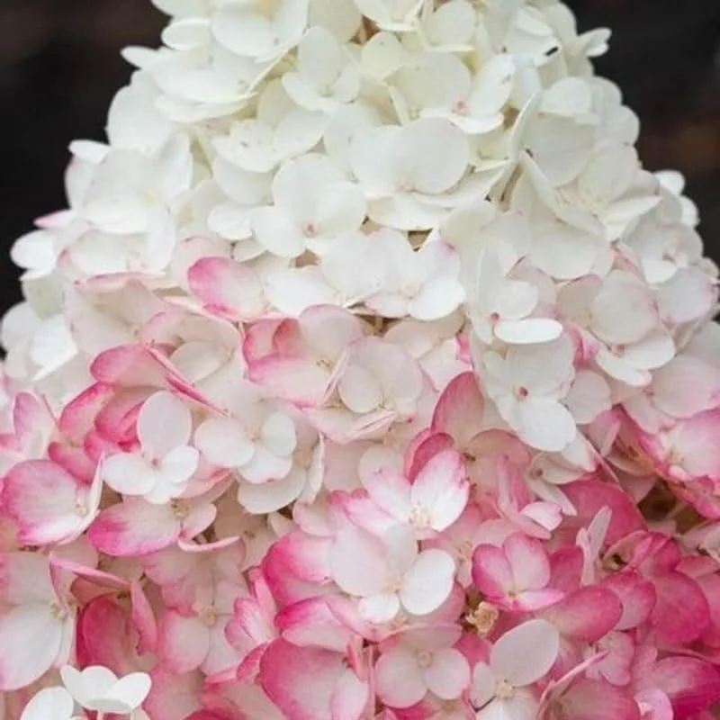 Live Hydrangea Plant – Pink & White Flowers, 5-7 Inch Tall, Well-Rooted Shrub - Image 7