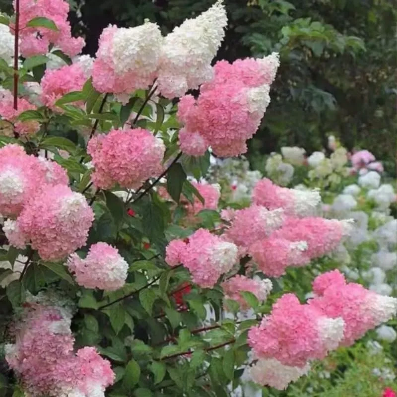 Live Hydrangea Plant – Pink & White Flowers, 5-7 Inch Tall, Well-Rooted Shrub - Image 1