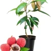 Live Lychee Fruit Tree - 10-12" Tall Litchi Plant in Half-Gallon Pot - Image 1