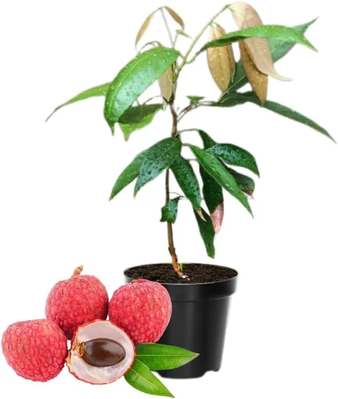 Live Lychee Fruit Tree - 10-12" Tall Litchi Plant in Half-Gallon Pot - Image 1