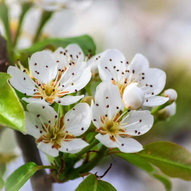 Live Pear Tree 10 Inch Tall - Cold Hardy Fruit Plant for Home Orchard - Image 2