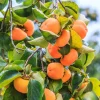 Live Persimmon Tree - 1 Foot Tall Hardy Fruit Tree for Outdoor Planting - Image 1