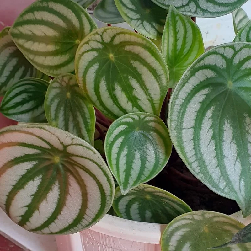 Live Watermelon Peperomia Plant, 4 Inch Potted Houseplant, Indoor Garden - Image 2