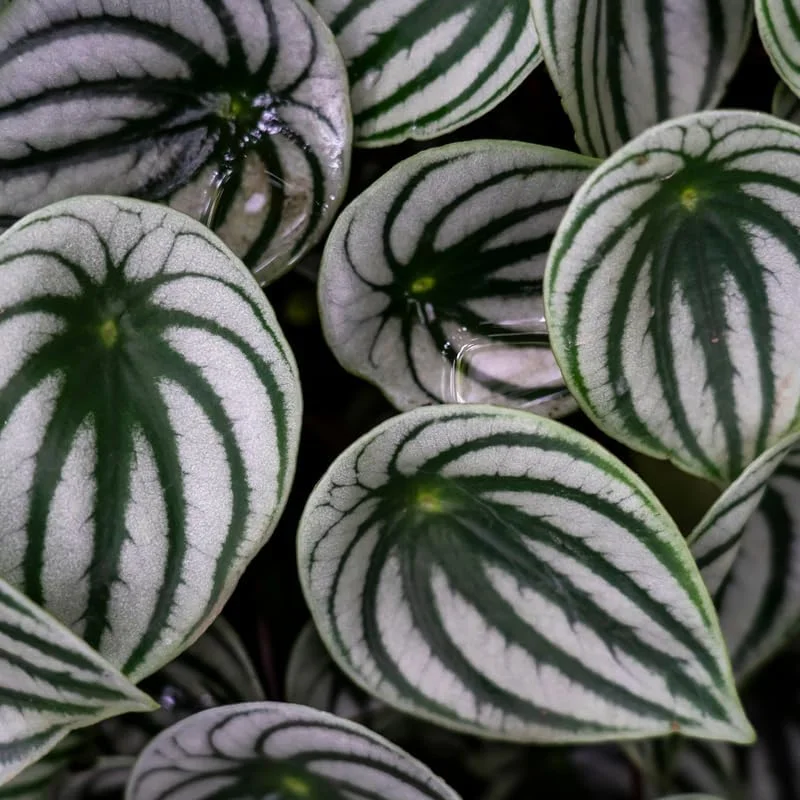 Live Watermelon Peperomia Plant, 4 Inch Potted Houseplant, Indoor Garden - Image 3