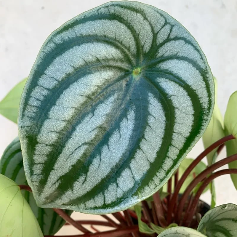 Live Watermelon Peperomia Plant, 4 Inch Potted Houseplant, Indoor Garden - Image 1