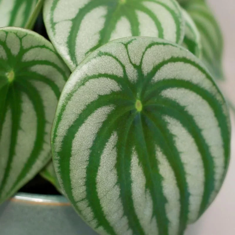 Live Watermelon Peperomia Plant, 4 Inch Potted Houseplant, Indoor Garden - Image 4
