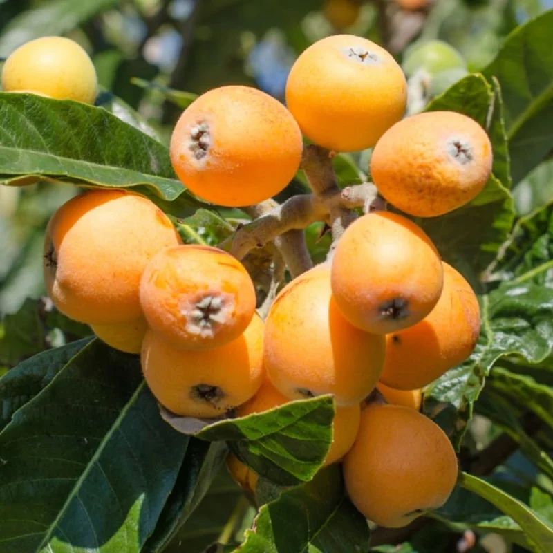 Loquat Tree Live Plant - 1 Gallon Pot, 2-3 Ft Tall, Cold Hardy Golden Fruit - Image 2