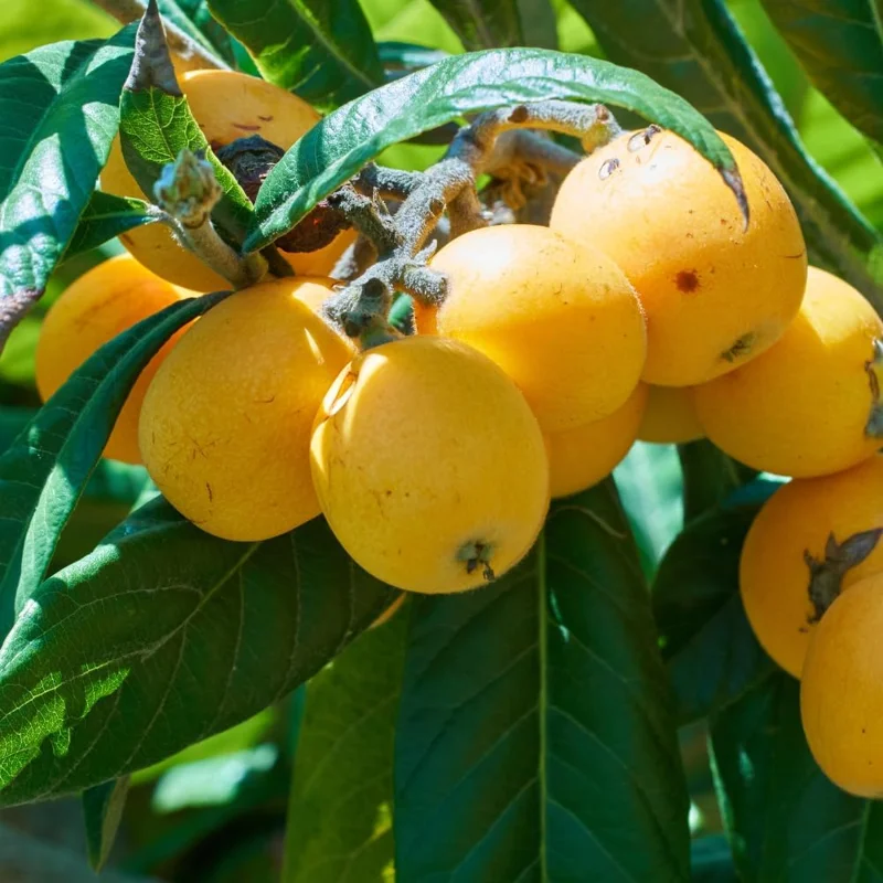Loquat Tree Live Plant - 1 Gallon Pot, 2-3 Ft Tall, Cold Hardy Golden Fruit - Image 3