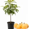 Loquat Tree Live Plant - 1 Gallon Pot, 2-3 Ft Tall, Cold Hardy Golden Fruit - Image 1