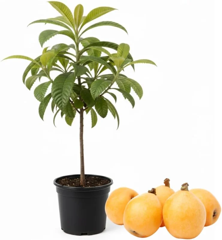Loquat Tree Live Plant - 1 Gallon Pot, 2-3 Ft Tall, Cold Hardy Golden Fruit - Image 1