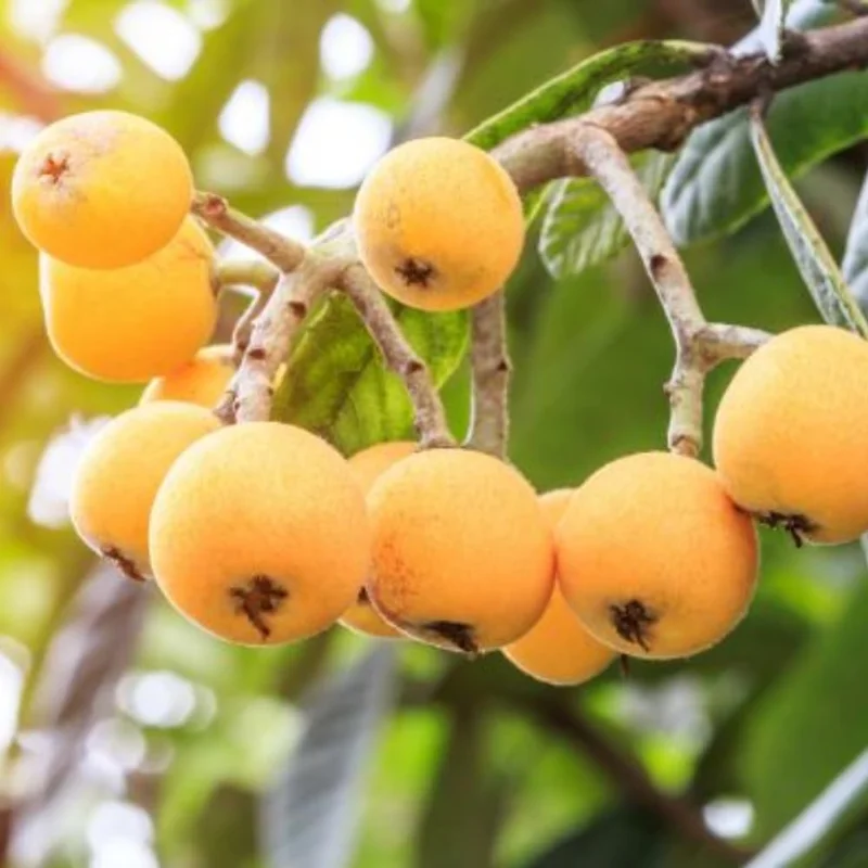 Loquat Tree Live Plant - 4" Pot, 5-9" Tall Fruit Tree Seedling for Outdoor - Image 2